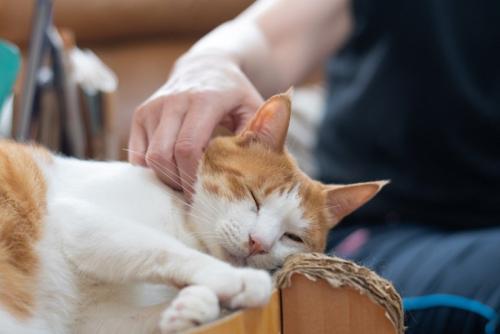 かわいい飼い猫を撫でる飼い主