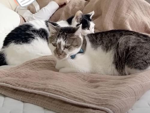 ベッドの上の猫