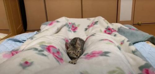 埋まる猫