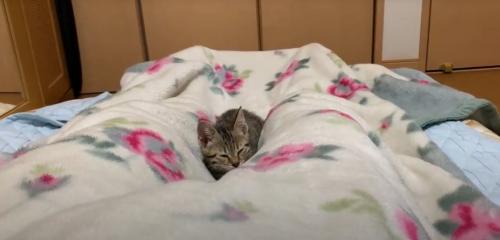 眠くなった猫