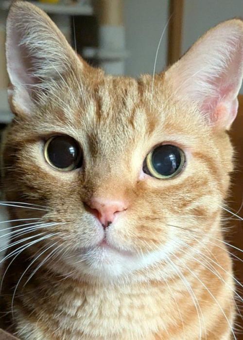 大きく目を見開いた猫のアップ