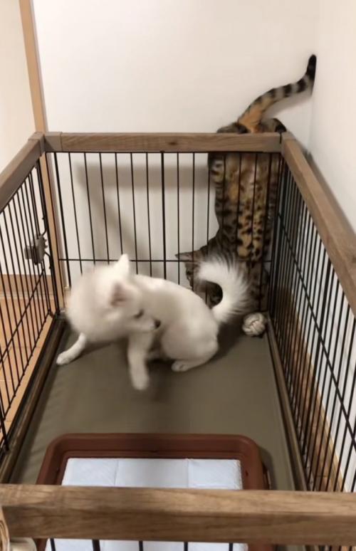 逃げる犬