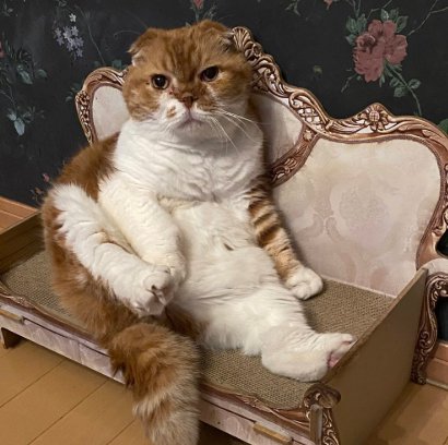 猫用ソファで片足を上げて寛ぐ猫