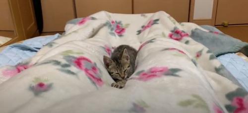 目を閉じる猫