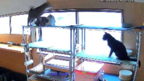 室内にいる猫たち