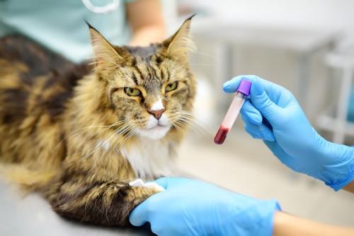 血液検査を受ける猫