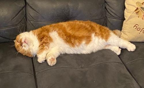 黒いソファで爆睡する猫