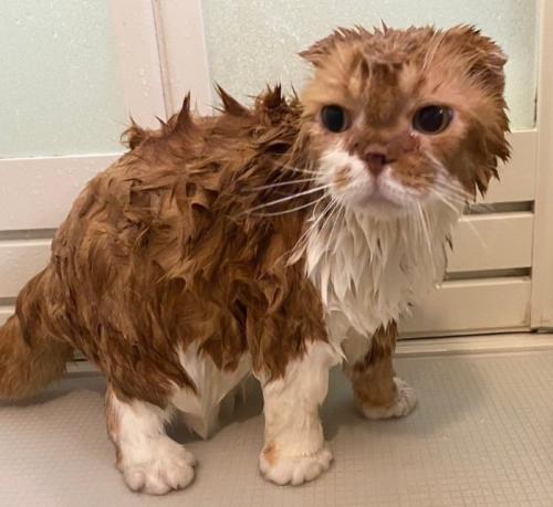 水に濡れ顔を上げた茶白猫