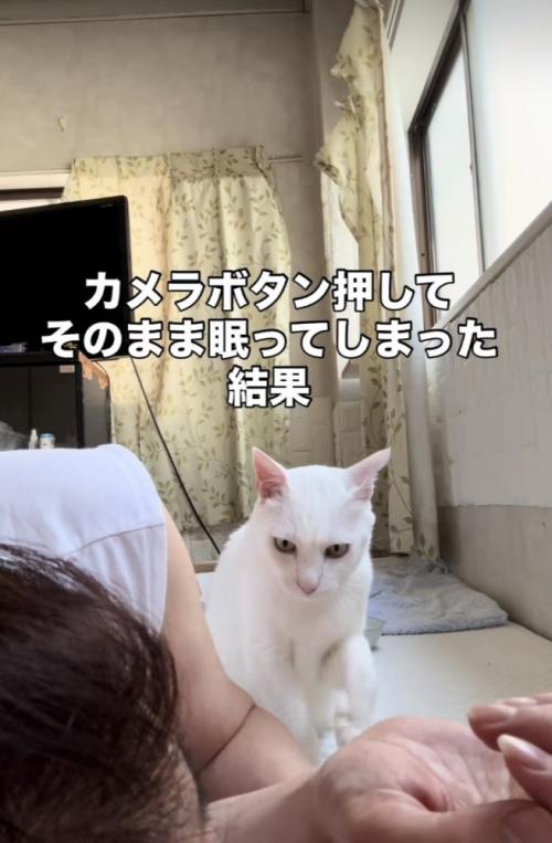 眠るママを起こす白猫