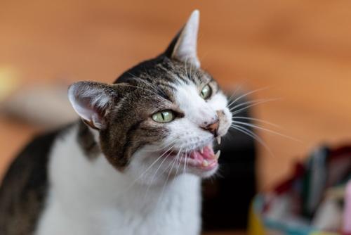 鳴く猫 キジトラ白