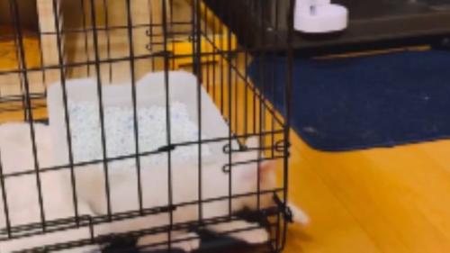 ケージの中にいる子猫