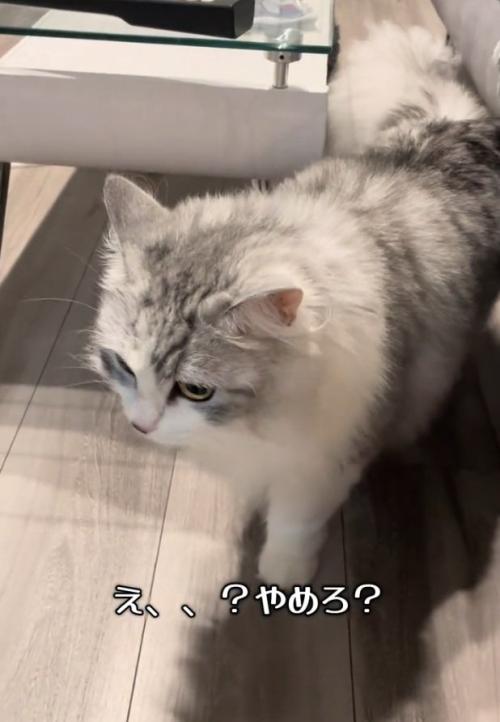前を向く猫