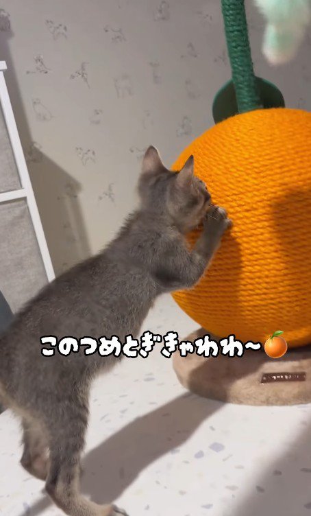 爪とぎをする子猫