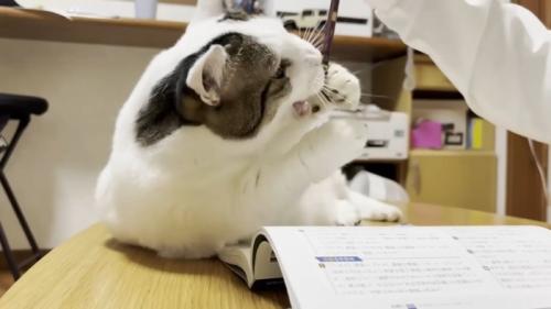 鉛筆にじゃれる猫ちゃん