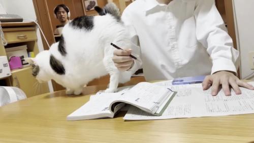 お兄さんの右腕にお尻を寄せる猫ちゃん