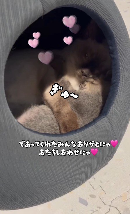 くっついている2匹の猫