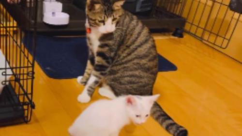 ケージから出てきた子猫