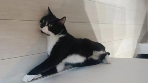 室内にいる猫