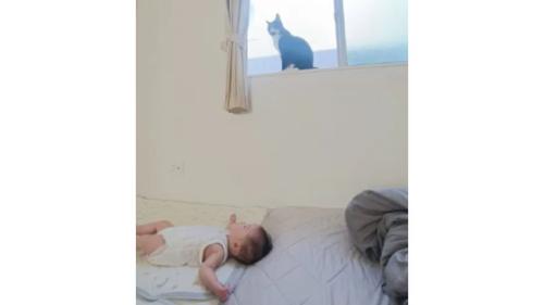 赤ちゃんと猫