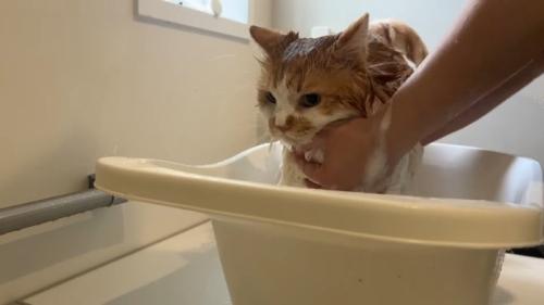 洗われるぽてちくん