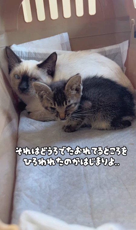 保護された子猫と先輩猫
