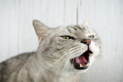 鳴いている猫の顔のアップ