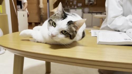 テーブルの端に寝転ぶ猫ちゃん