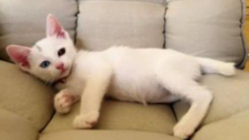 椅子に座っている子猫