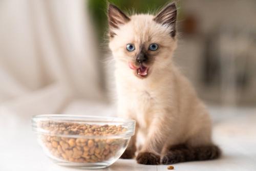 食事に満足する子猫