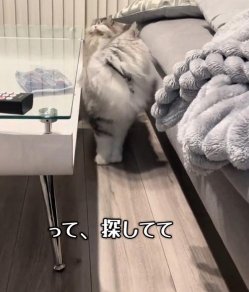 振り返る猫