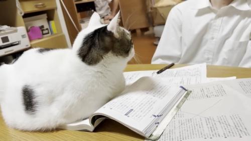 教科書の左半分を占領する猫ちゃんの後ろ姿
