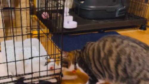 ケージの中にいる子猫と外にいる成猫