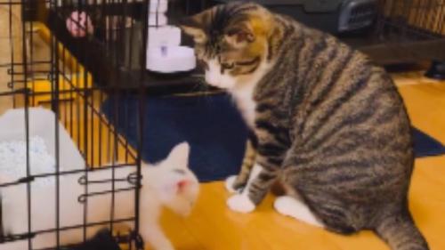 ケージの中にいる子猫と外にいる成猫