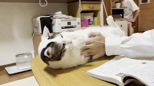 仰向けの猫ちゃん