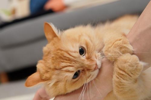 飼い主の手に噛み付く猫