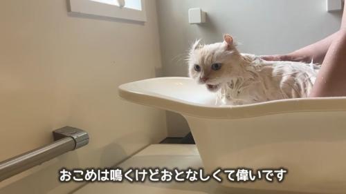 おとなしくて偉いです