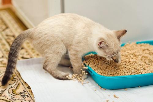 猫砂をまき散らす子猫