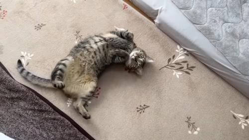 お腹を見せて