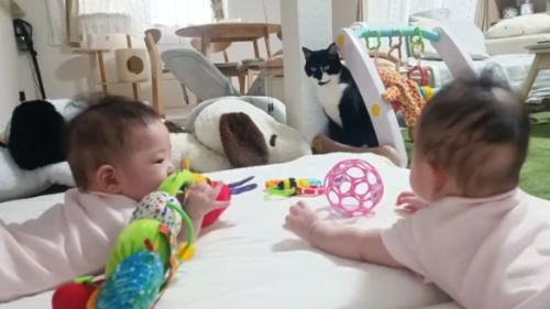 赤ちゃんと猫
