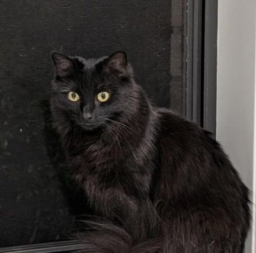 窓辺に座る黒猫