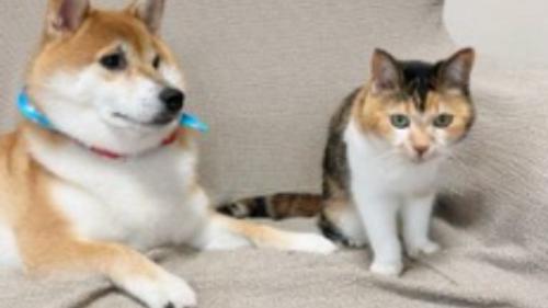 ソファにいる猫と犬