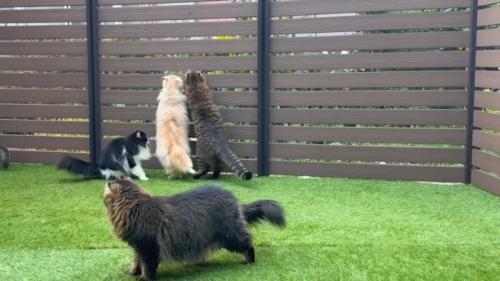 立ち上がる兄妹