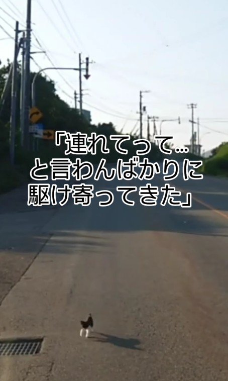 車に駆け寄る子猫