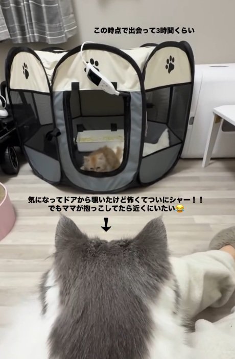 キャリーに入っている猫を見ている猫