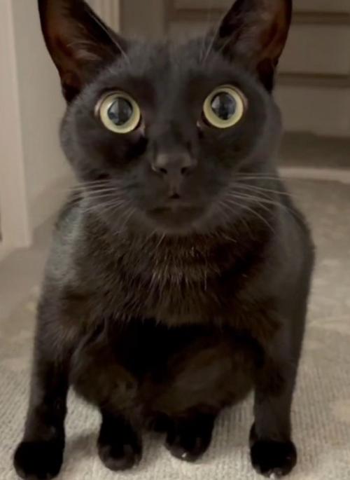 変な座り方の猫3