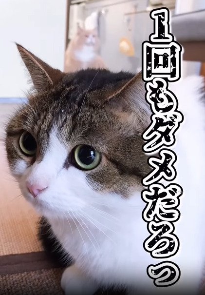 伏せる猫のアップ
