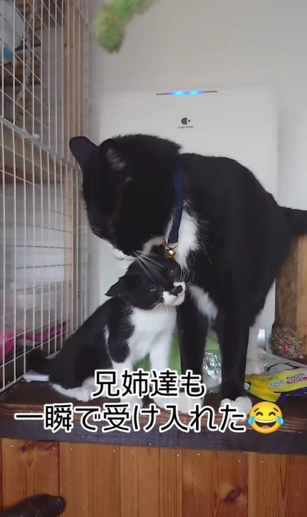 毛づくろいされる子猫