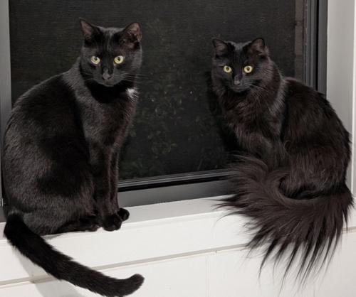 窓辺に座る黒猫