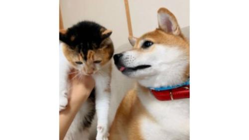 猫と犬