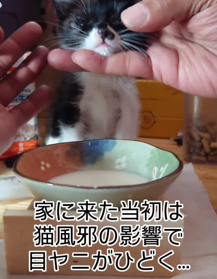 目薬をさされる子猫
